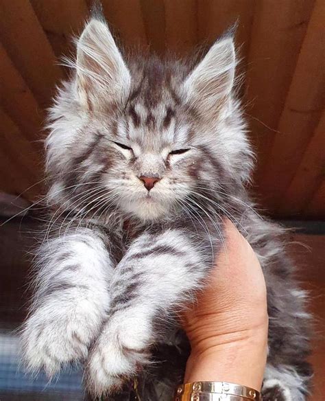 maine coon kittens for sale atlanta|maine coon cat rescue atlanta.